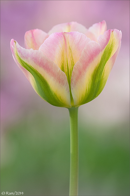 Tulip-Greenland