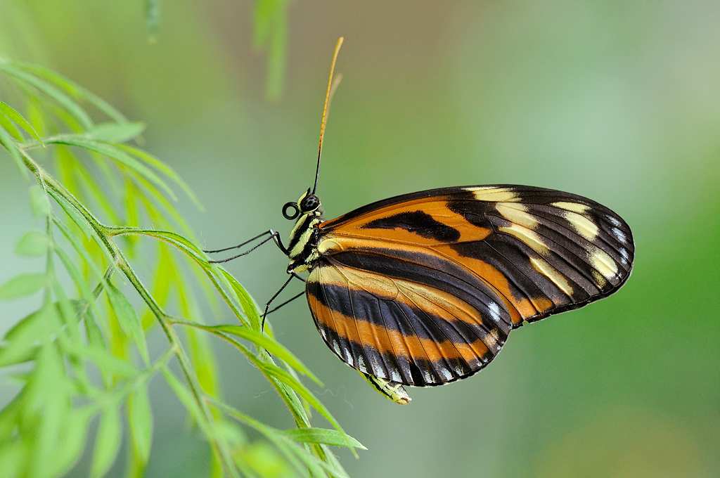 Isabella's Longwing