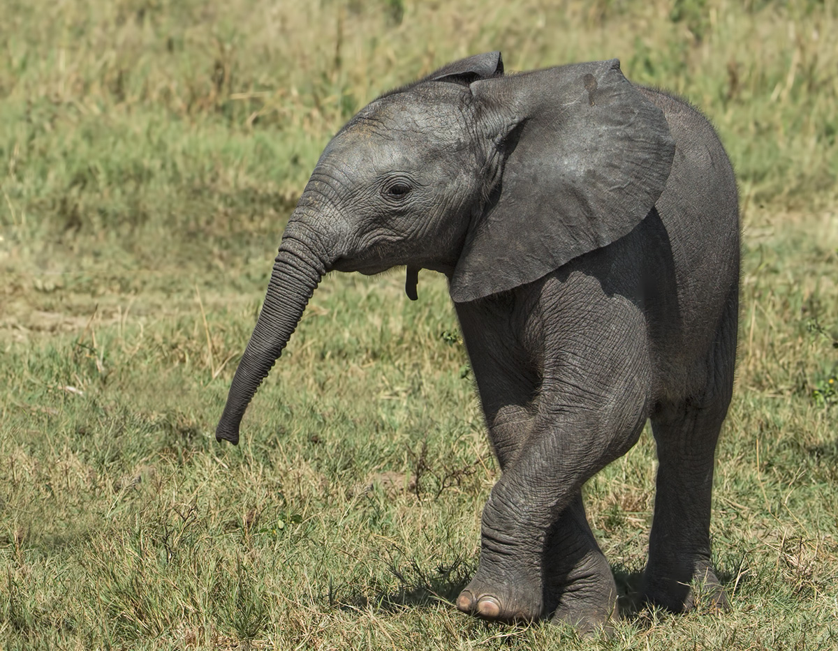 Young Elephant