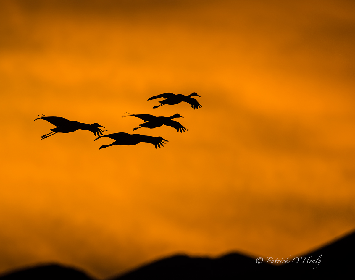Bosque Sandhill Cranes 