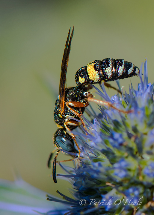 Wasp Re-post