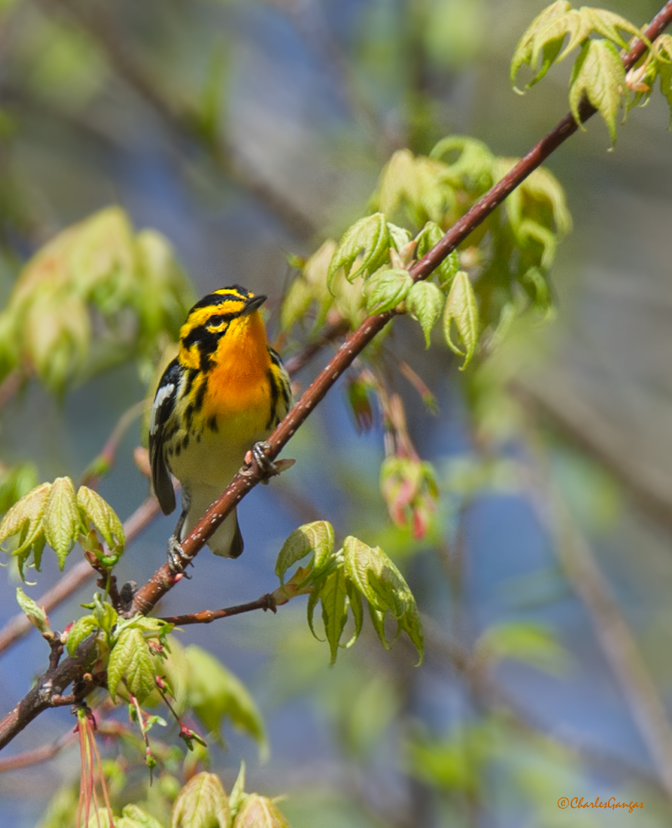 Blackburnian