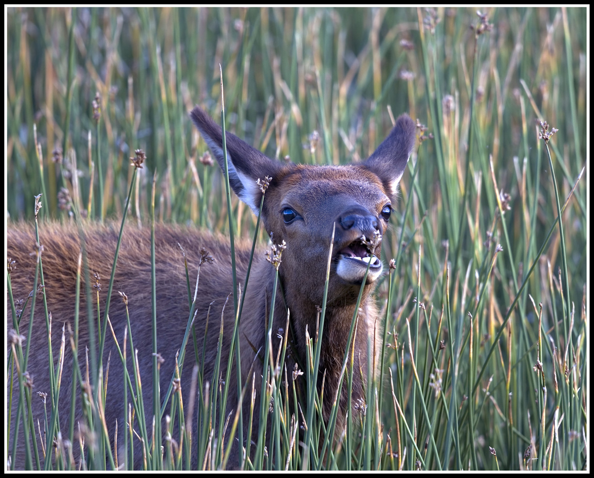 Elk Cutie