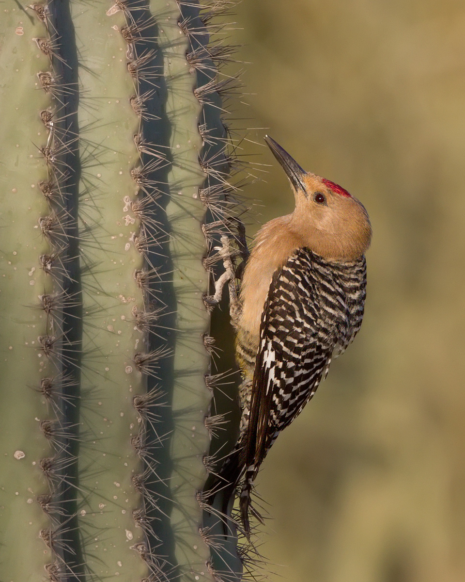 Gila Woodpecker