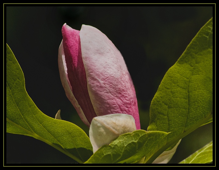 Late Magnolia