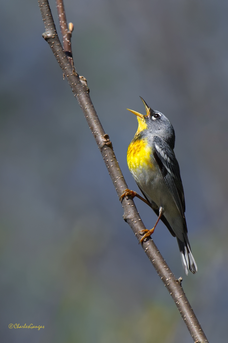 Northern Parula