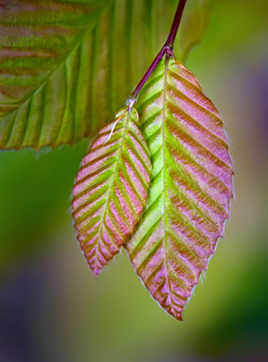 Spring leaves