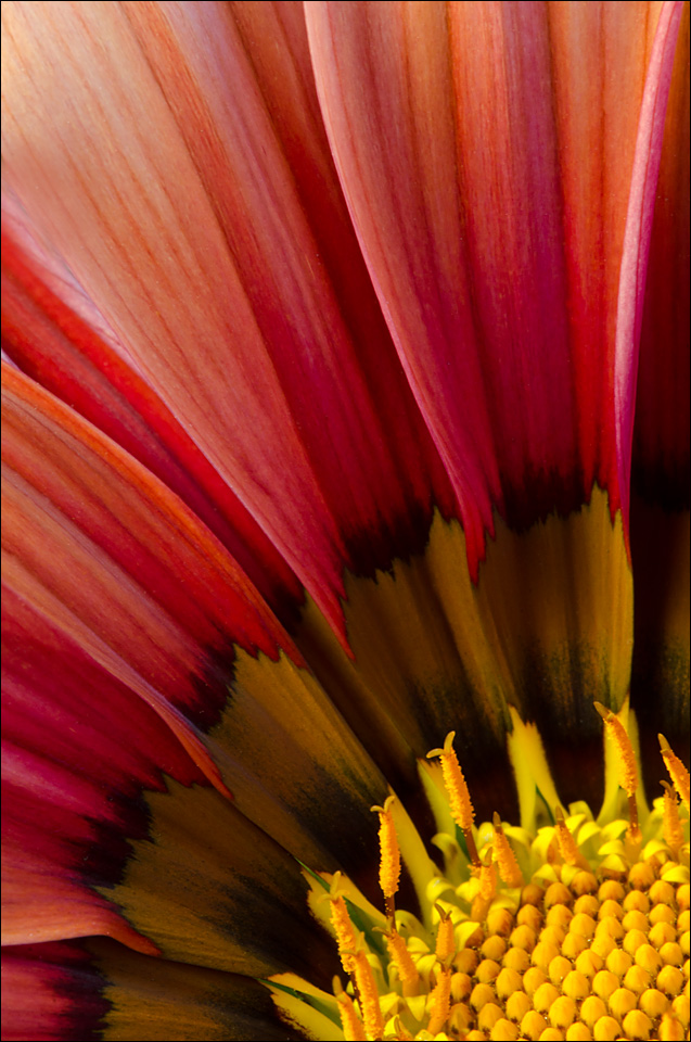 Gazania 2
