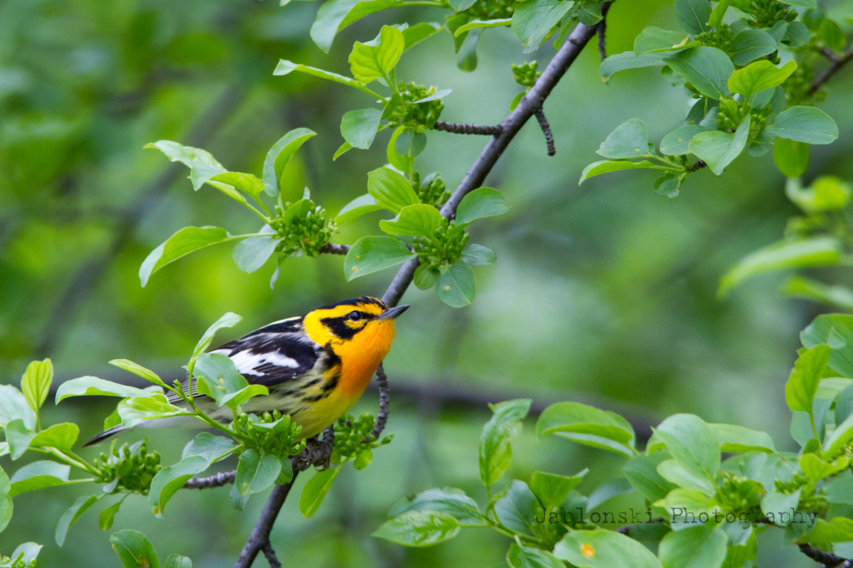 Blackburnian Warbler