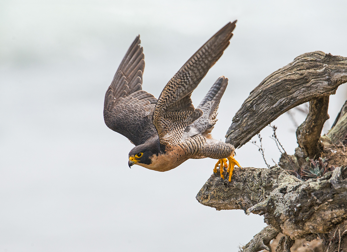 Peregrine