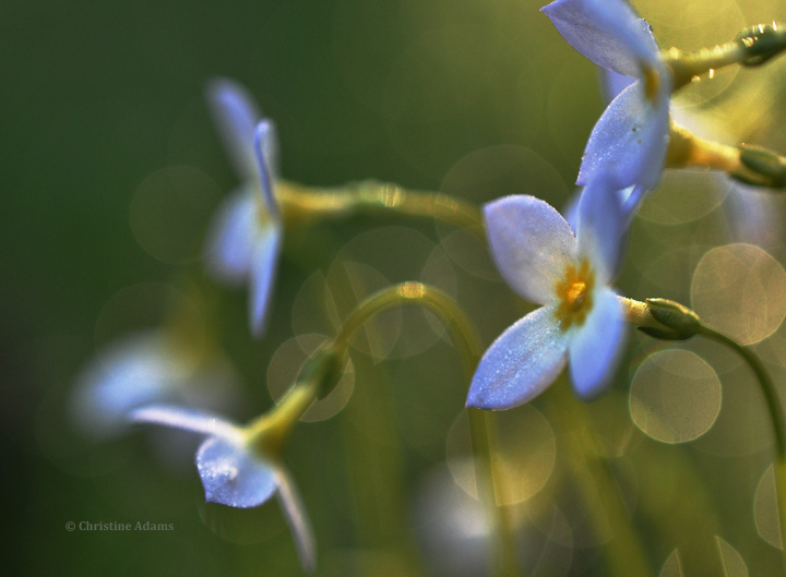 Bluets and Dew Drops, repost