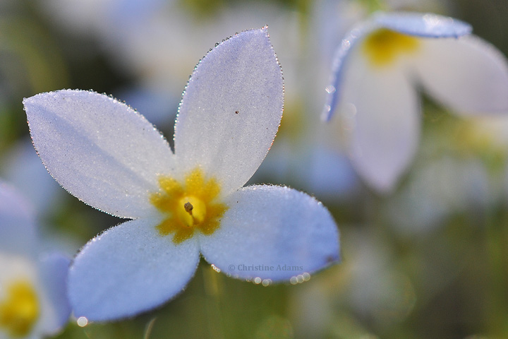 Dew Rimmed Bluet