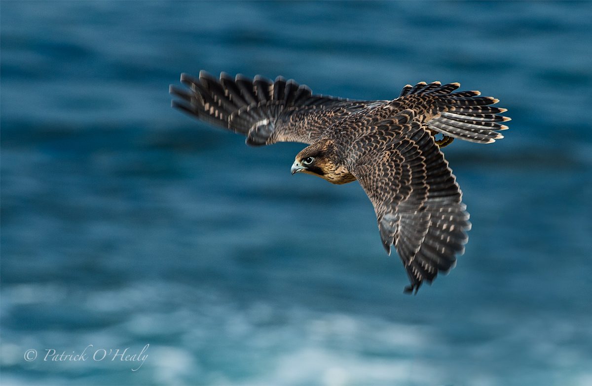 Peregrine Falcon