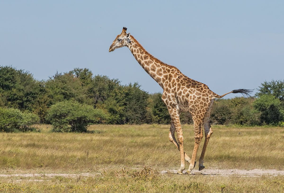 Running Giraffe