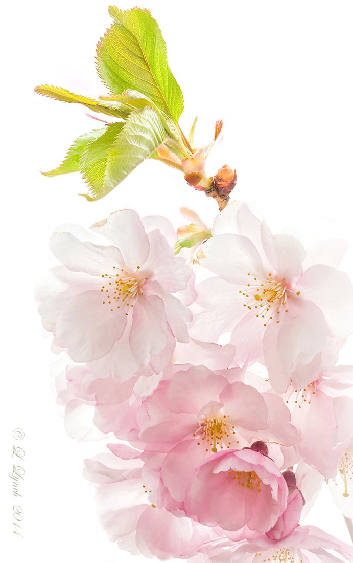 Cherry Blossoms #3