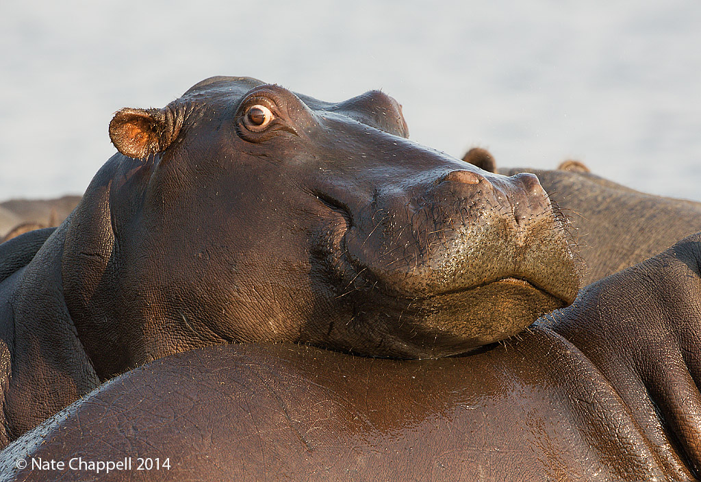 Hippos - Chobe