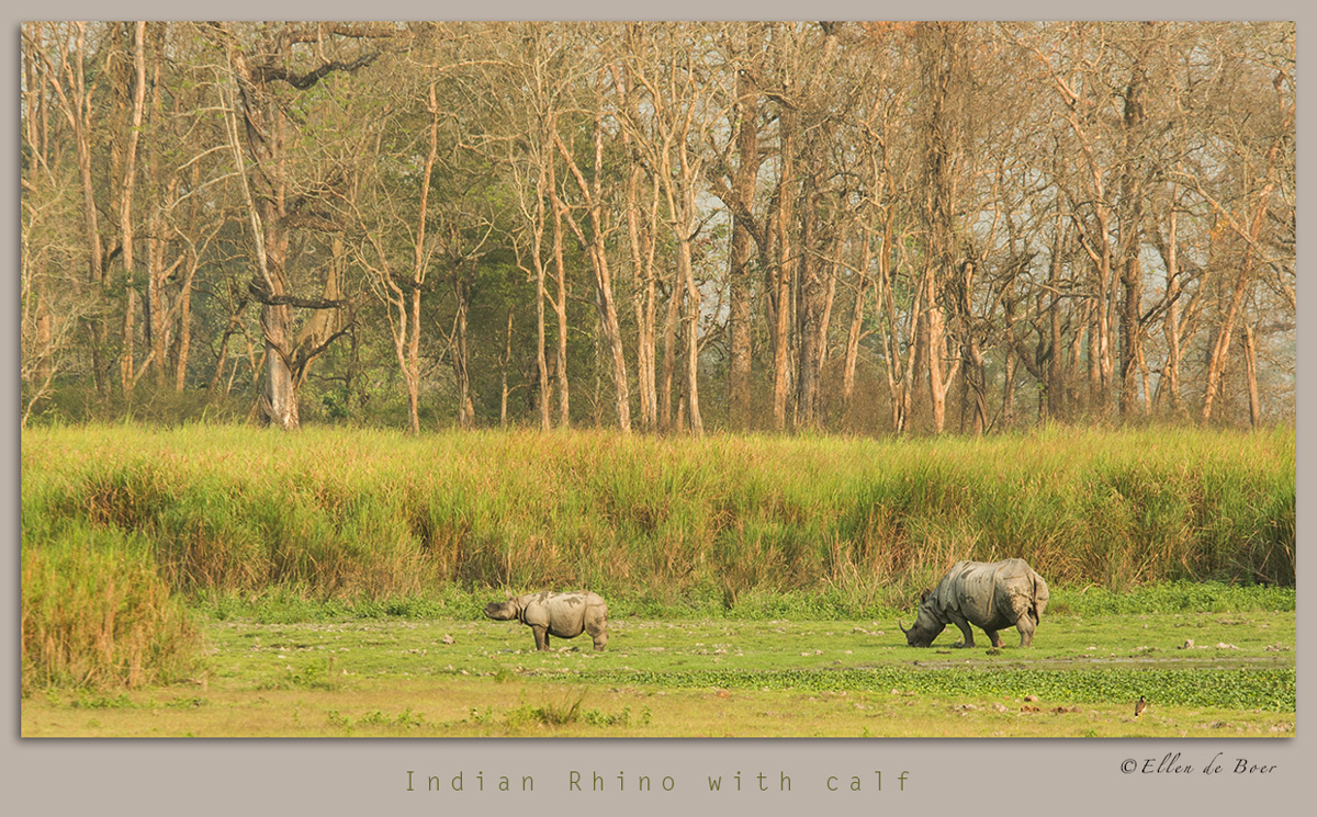 Indian Rhino with calf