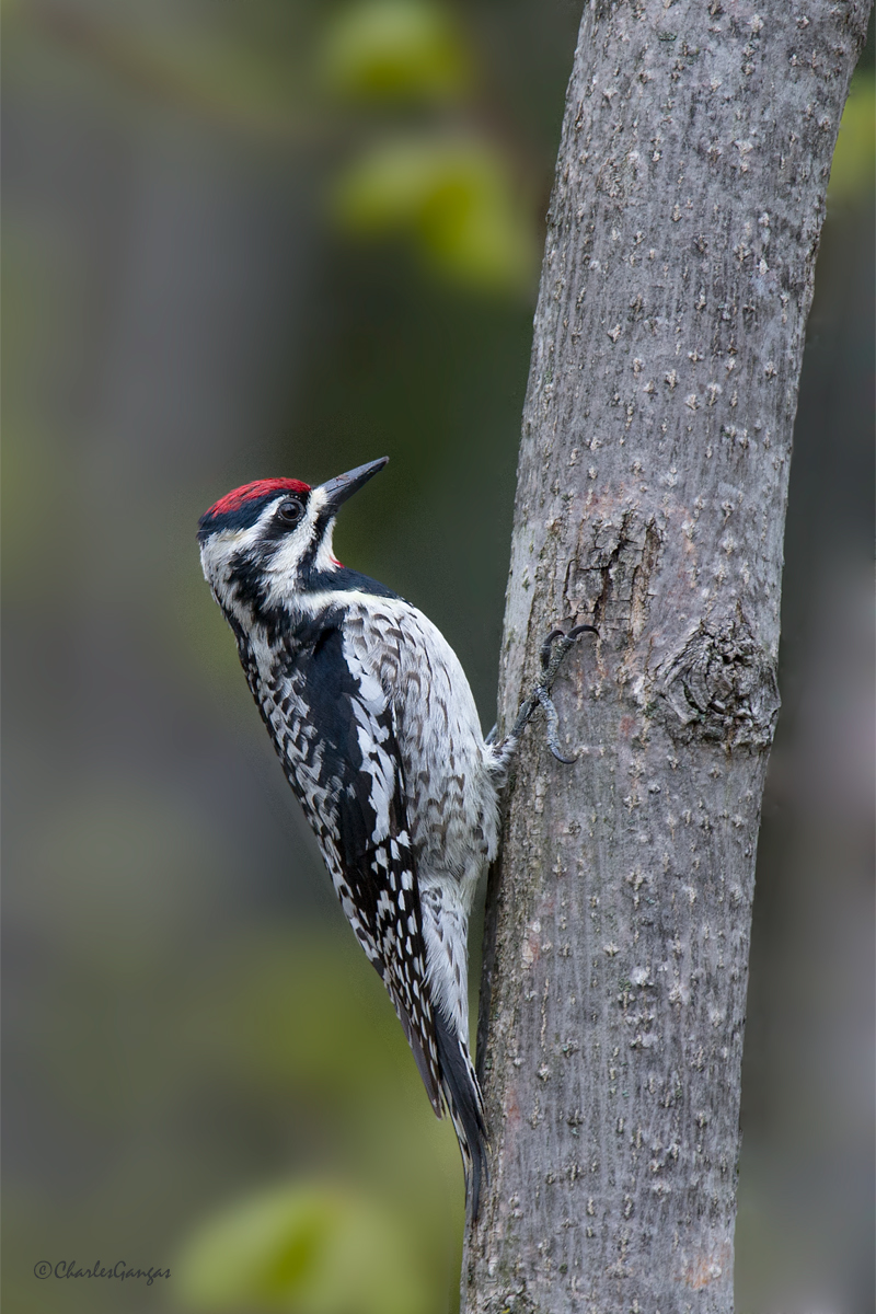 Yellow-bellied Sapsucker
