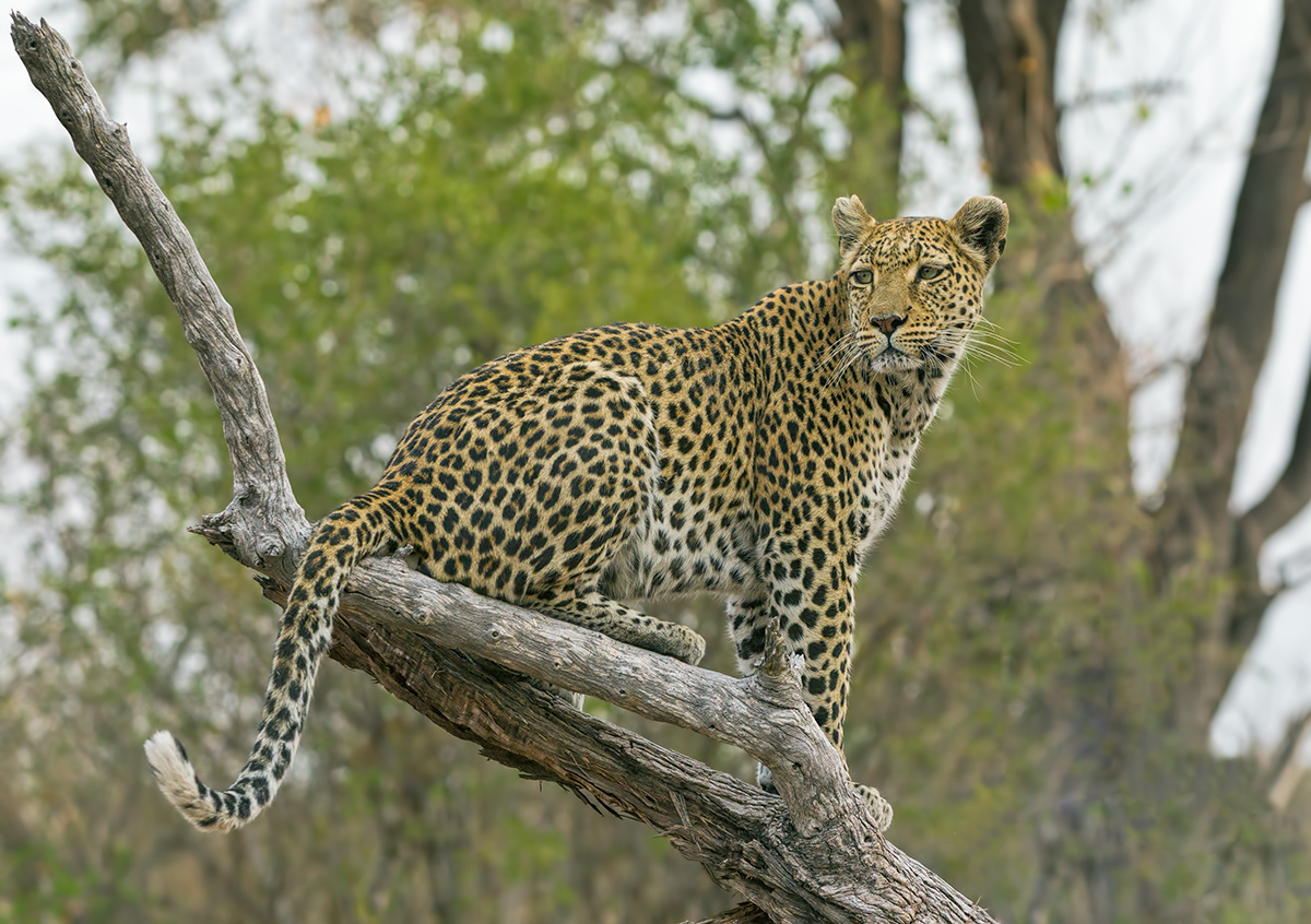 Resting