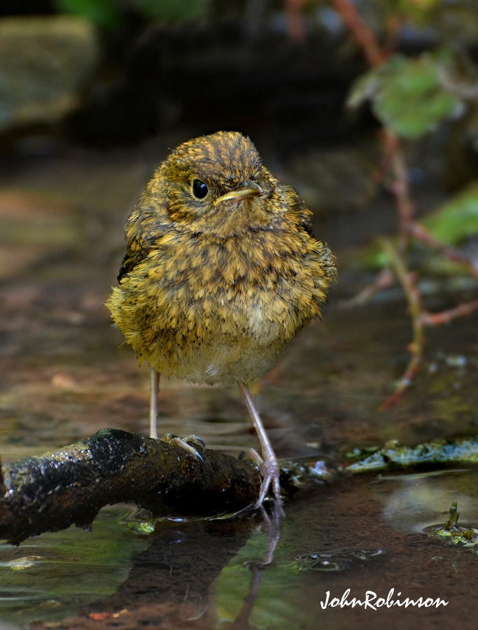 First Bathe Maybe?