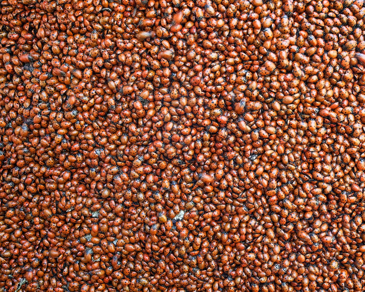 WC637 The Ladybug Horde