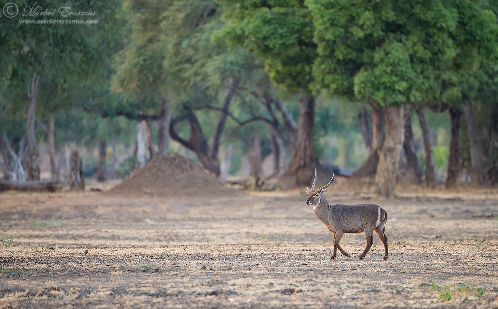 Mana Waterbuck