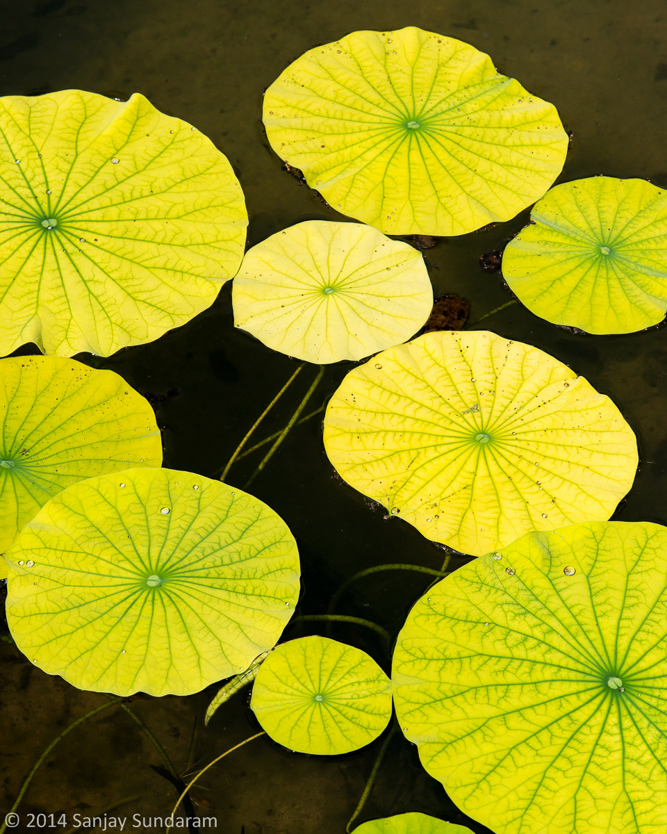 Lily Pads