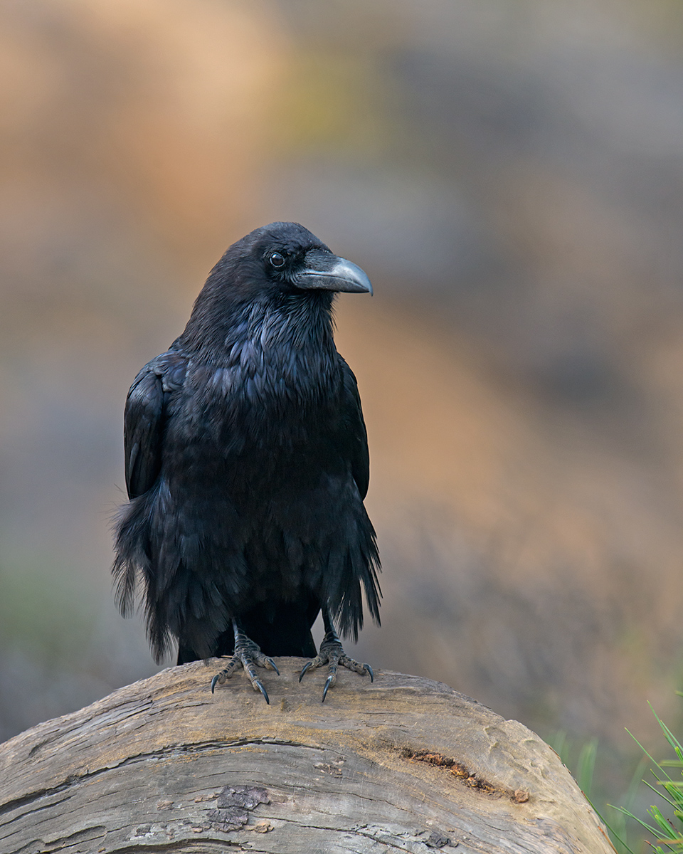 Raven