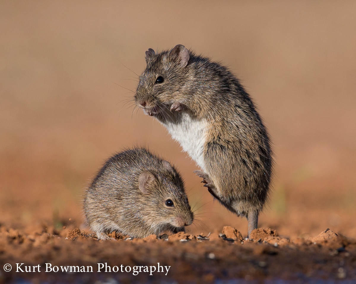 Cotton Rat Wrestling