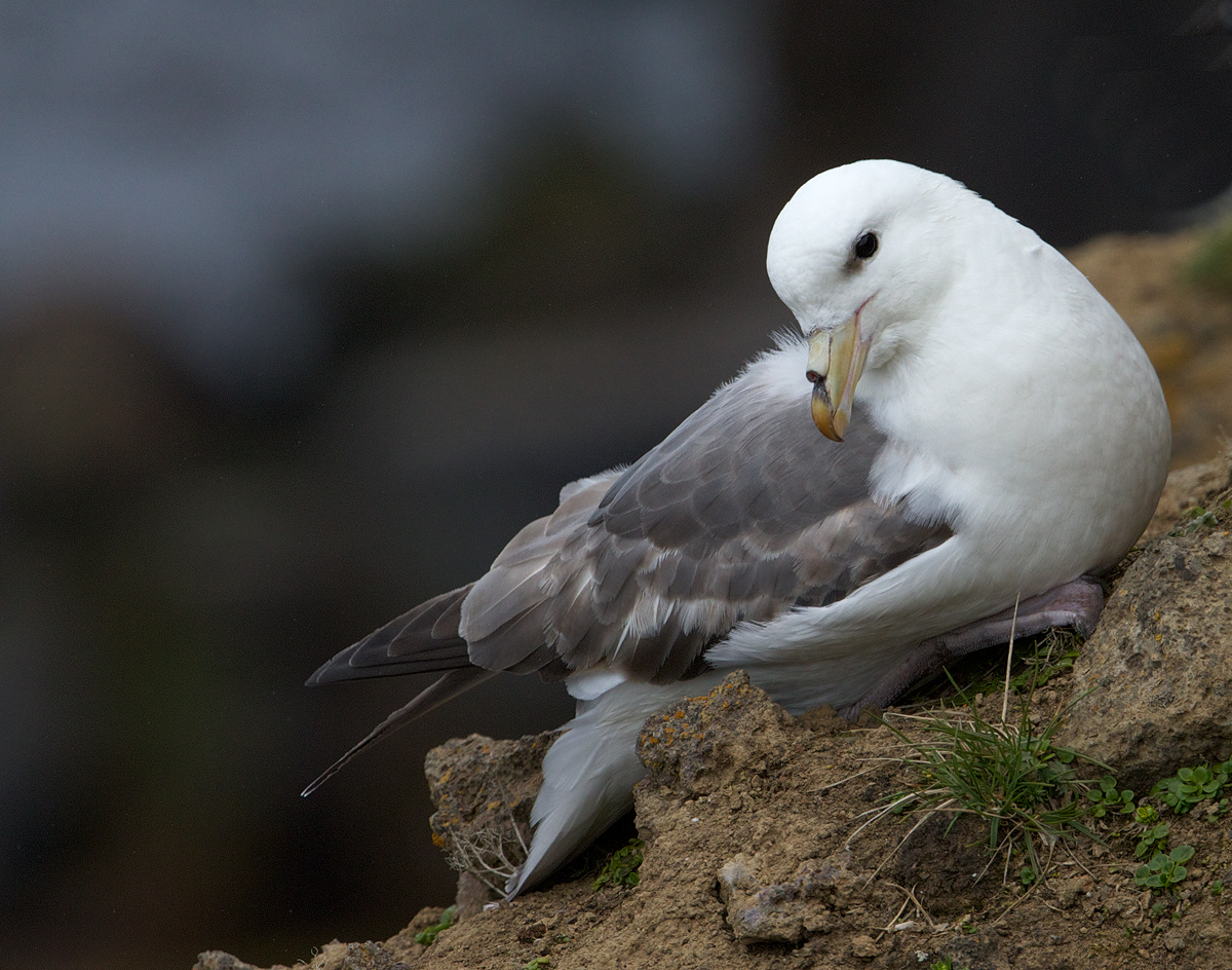 Northern Fulmar