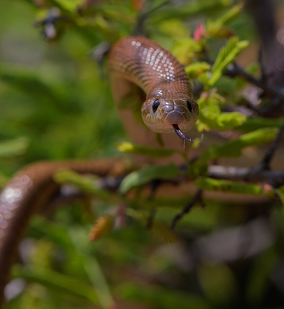 Cobra?