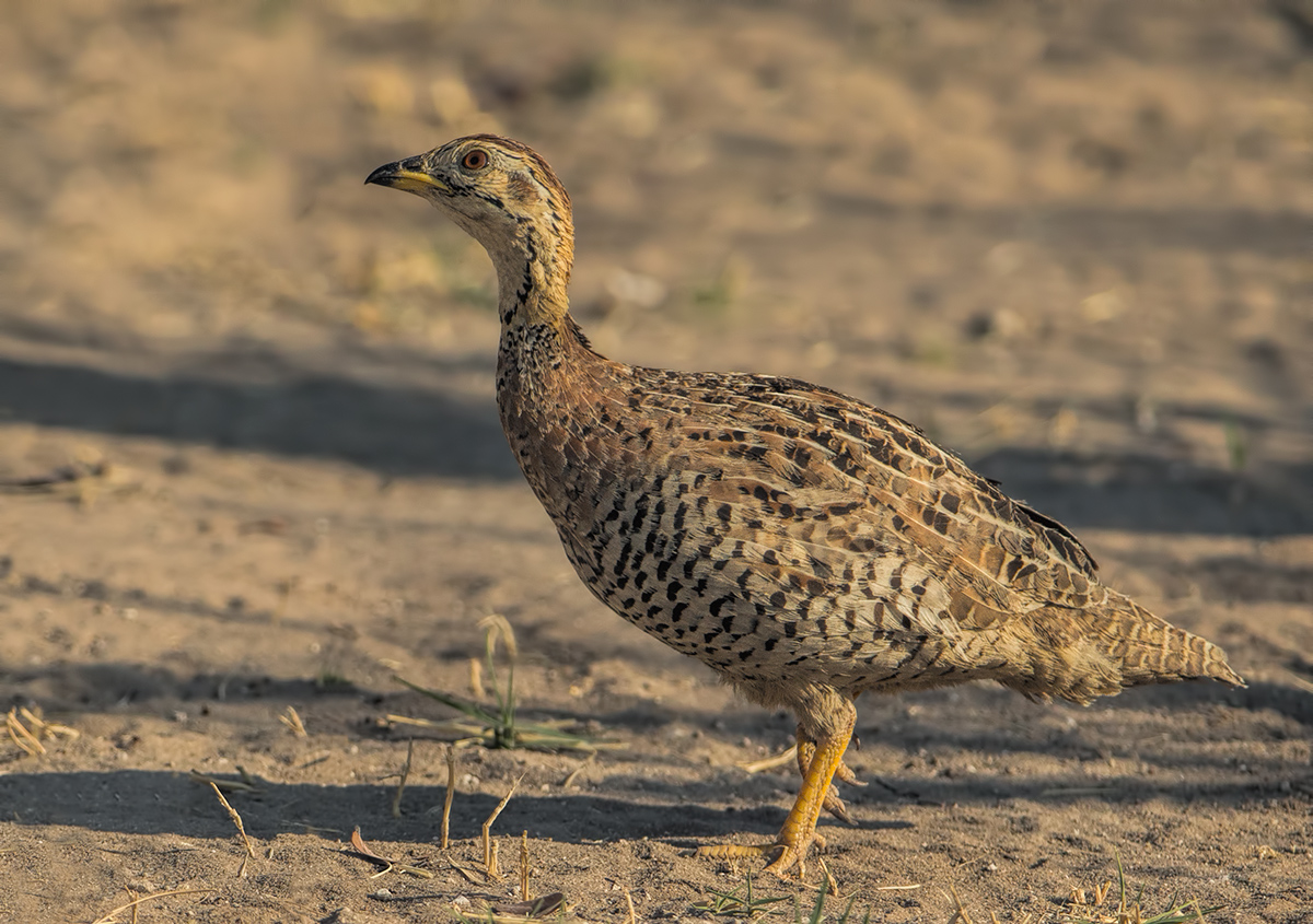 Coqui Francolin