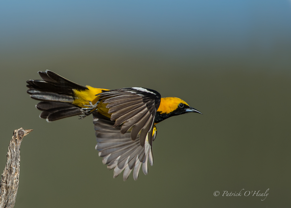 Hooded Oriole 