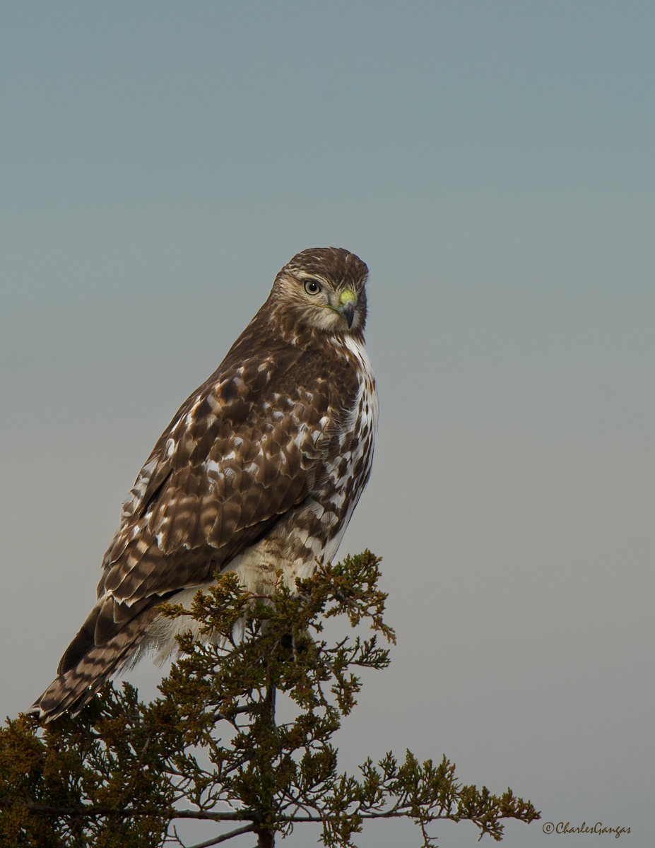 Sharp-shinned juvie(?)