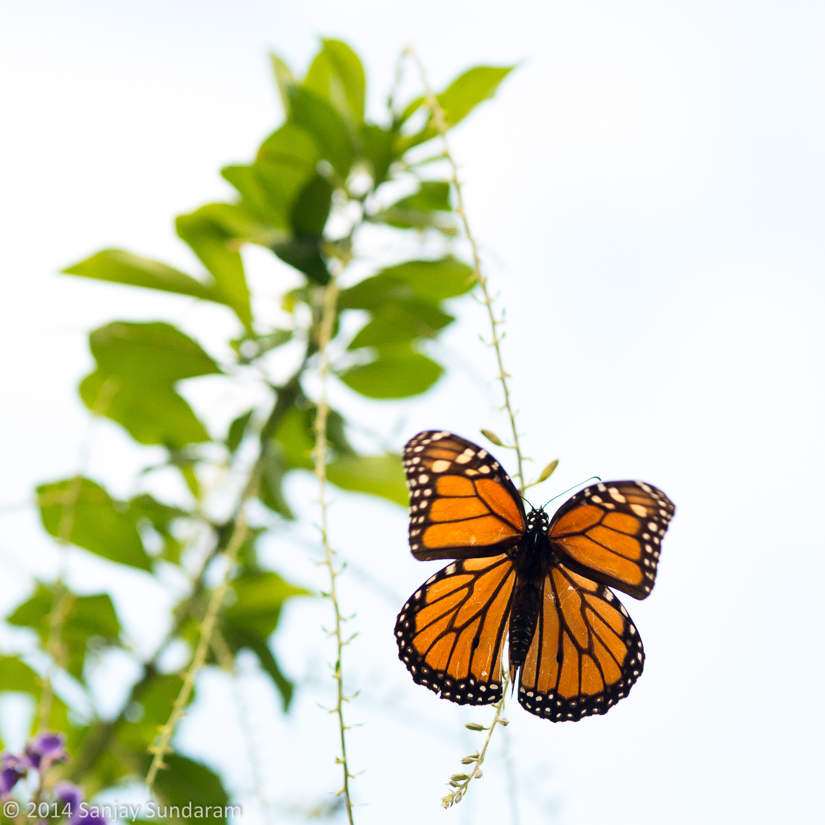 Monarch on a Cloudy Day