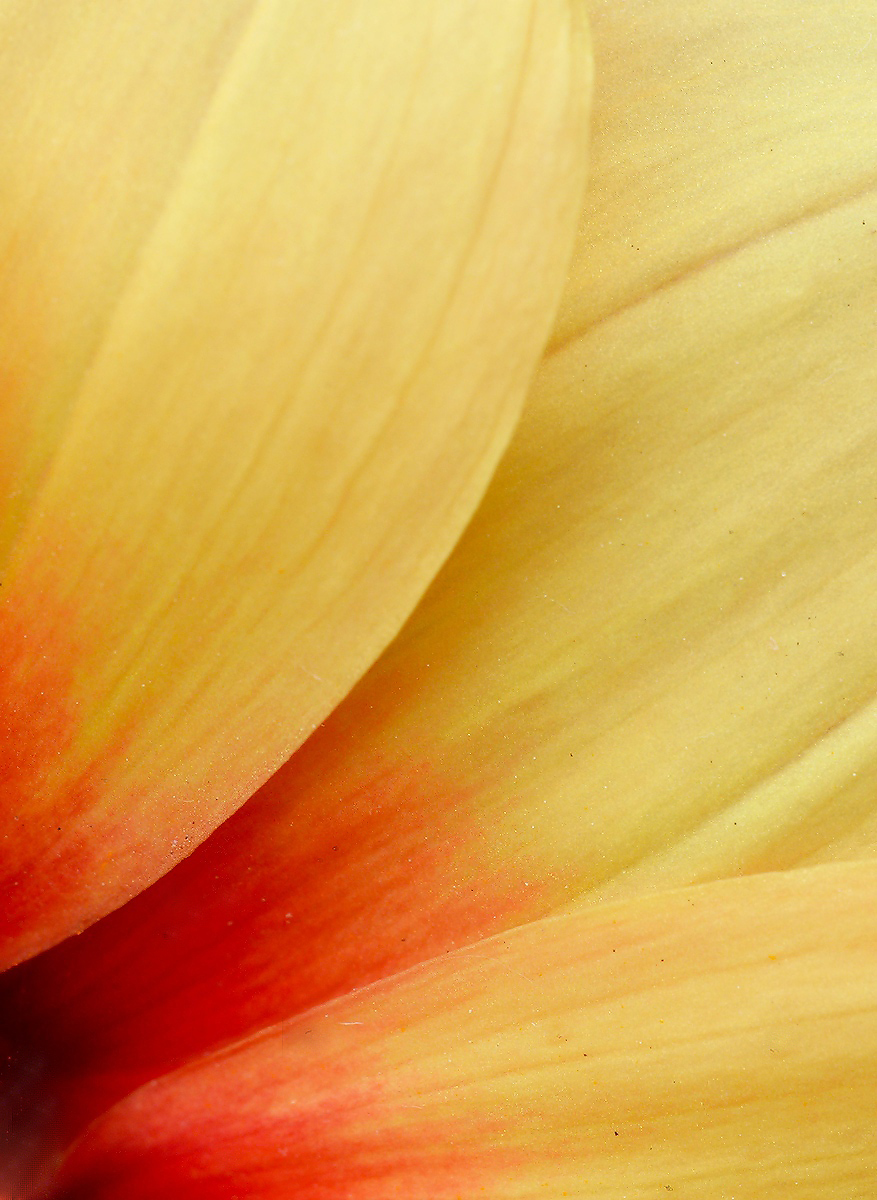 My  first  dahlia
