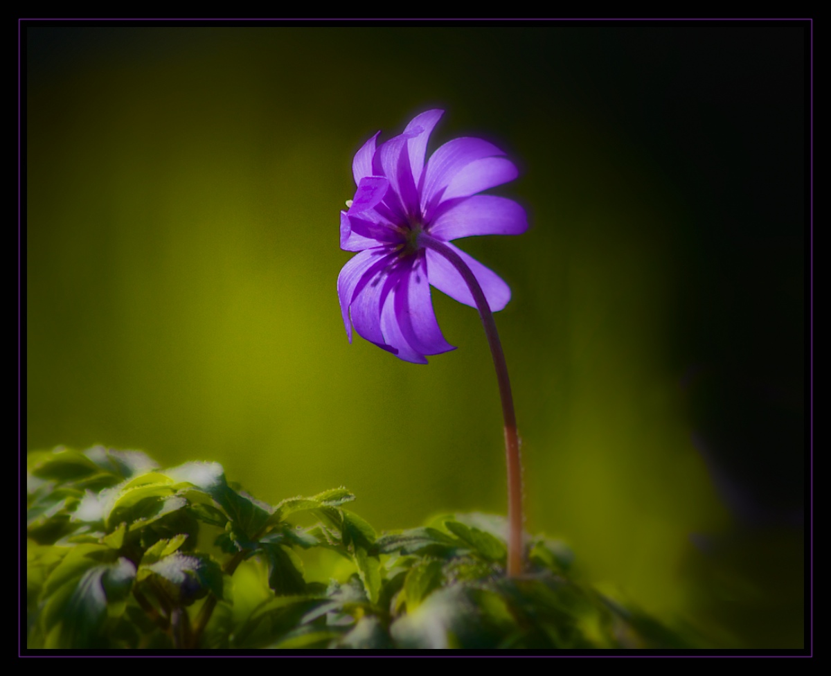Lone Anemone