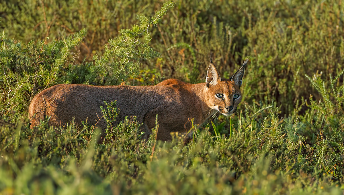 Caracal