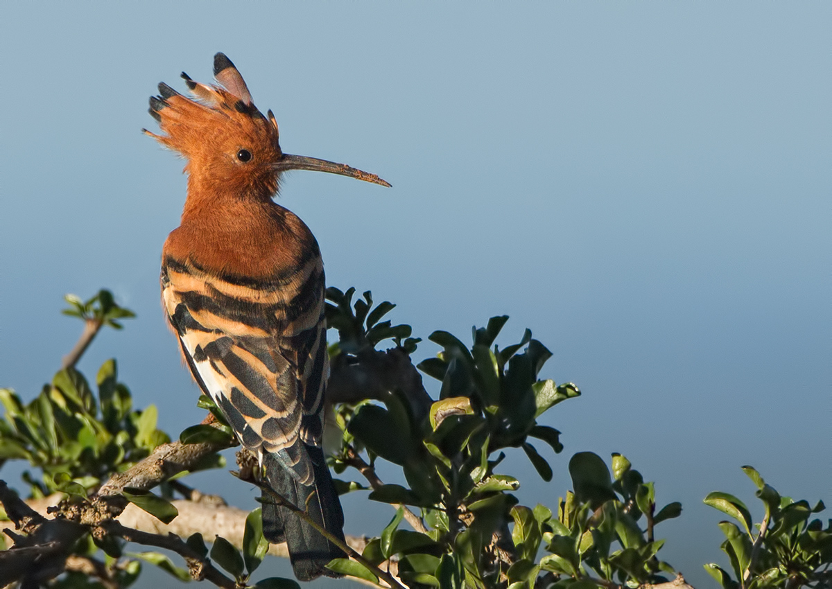 African Hoopoe