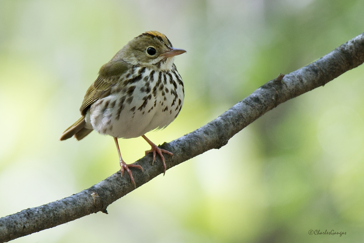 Ovenbird