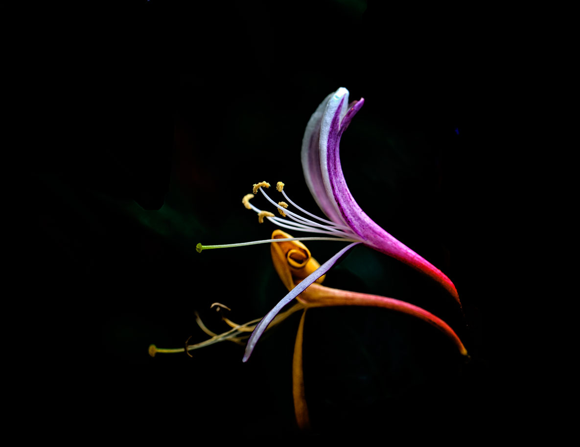 Hint of Honeysuckle