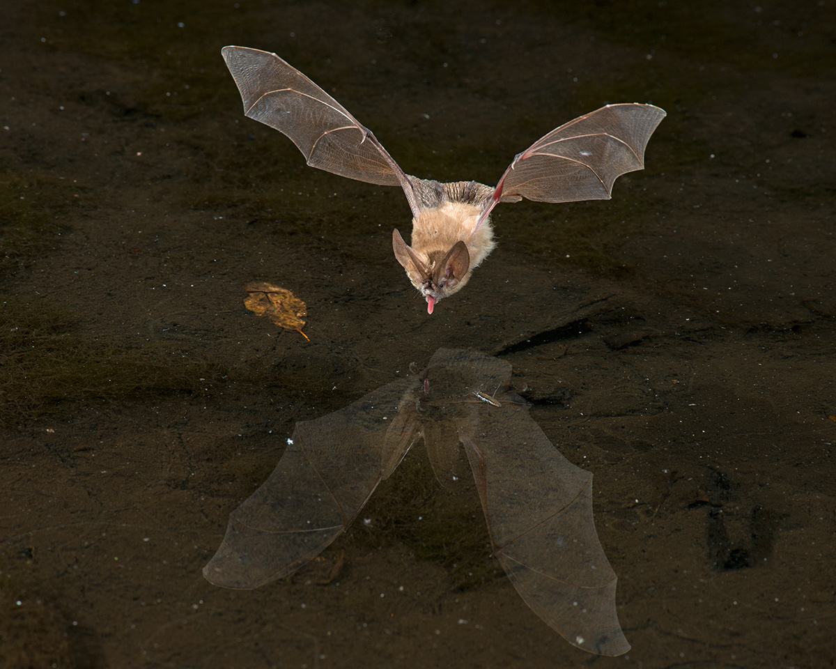 Townsend's Big-eared Bat