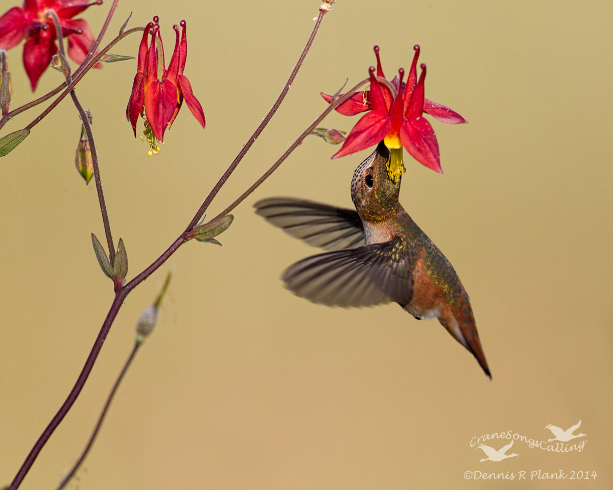 The Pollinator
