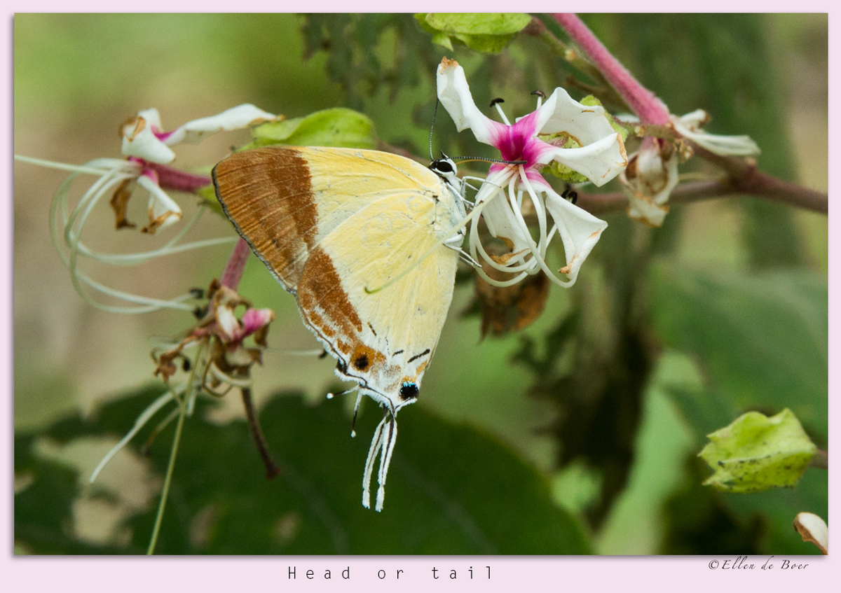 Head or tail versie 2