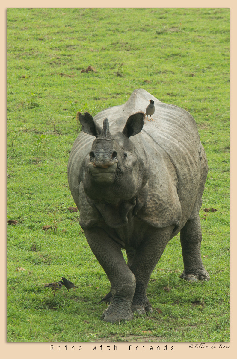 Rhino with friends