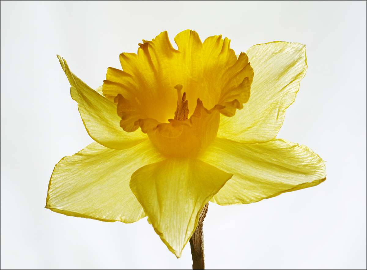 My last daffodil