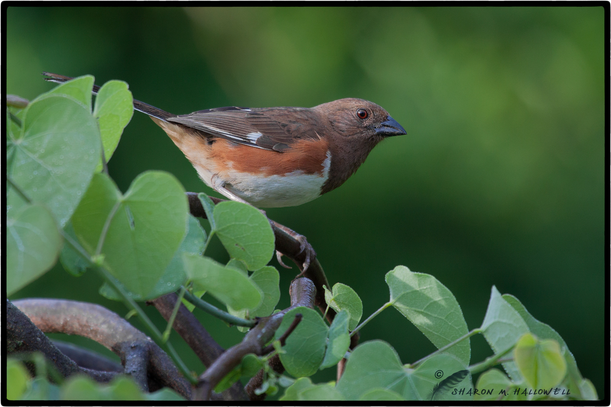 Eastern Towhee
