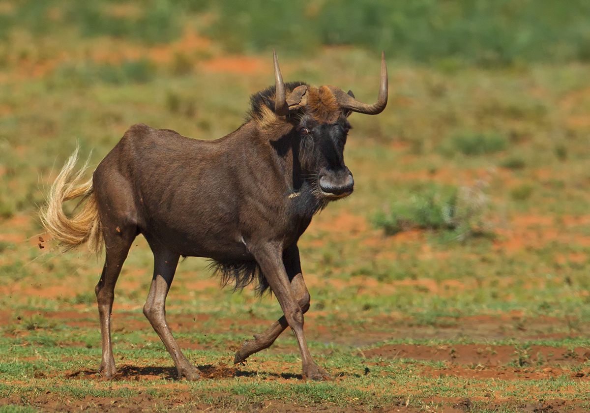 White Tailed Gnu