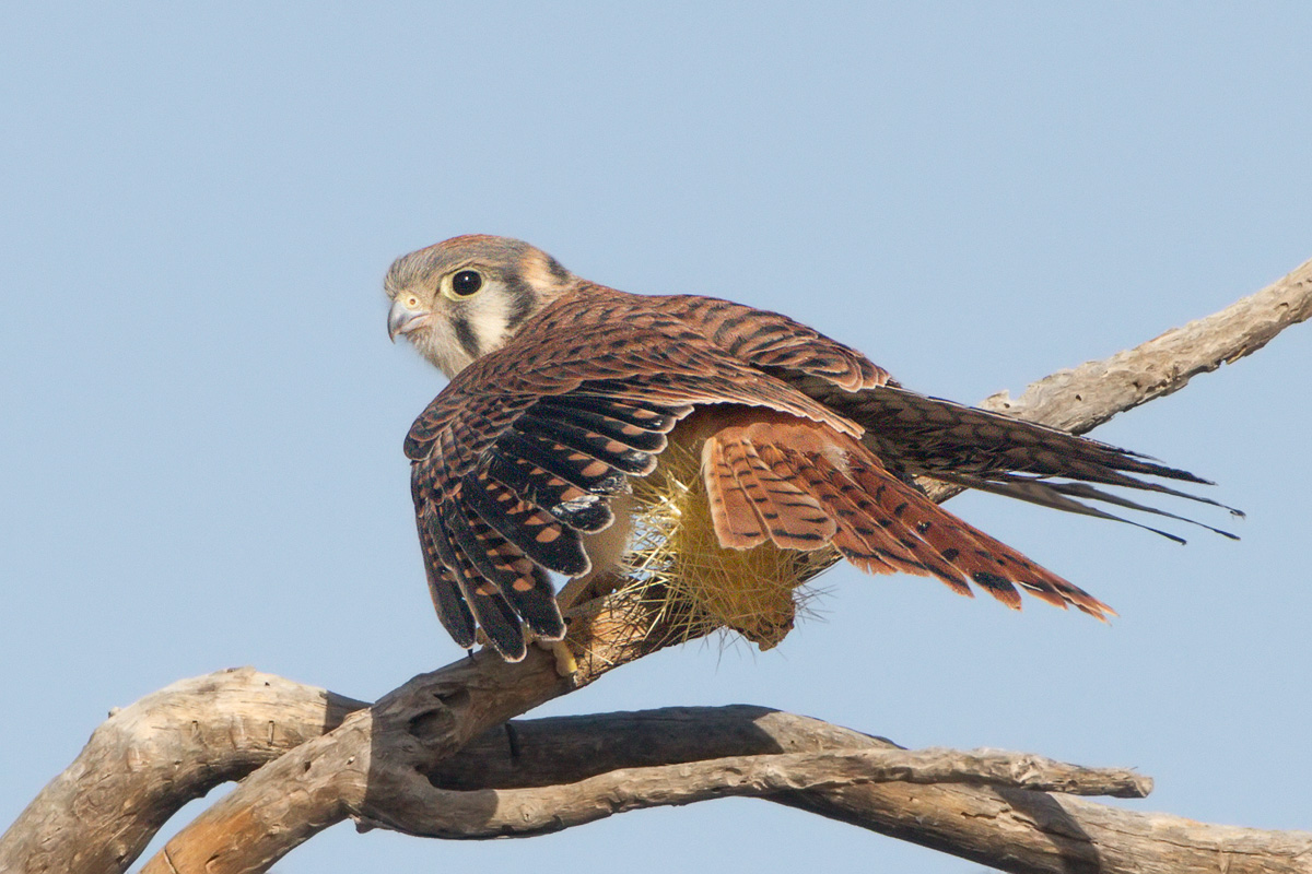 American Kestrel