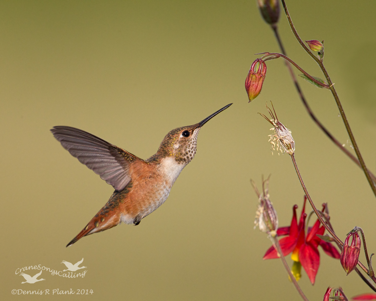 Another Hummingbird